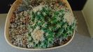 Echinocactus grusonii v. subinermis