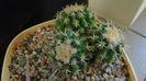 Echinocactus grusonii v. subinermis