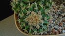 Echinocactus grusonii v. subinermis