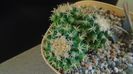 Echinocactus grusonii v. subinermis