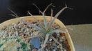 Gen monotip: Leuchtembergia principis v. trachythele