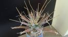 Gen monotip: Leuchtembergia principis