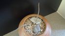 Astrophytum caput-medusae (Digitostigma caput-medusae)