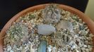 Grup de 3 Acanthocalycium
