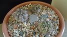 Grup de 3 Acanthocalycium