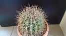 Acanthocalycium spiniflorum f. violaceum