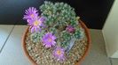 Boboteaza 2020: Trichodiadema densum