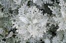 37328029-top-view-of-dusty-miller-plant