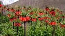 Fritillaria imperialis (3)