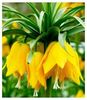 Fritillaria imperialis