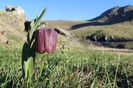 Fritillaria macedonica