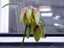 Fritillaria maximowiczii 