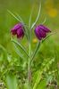 Fritillaria meleagris ssp. burnattii