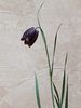 Fritillaria meleagroides