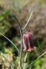 Fritillaria messanensis ssp. sphaciotica (2)