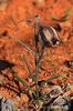 Fritillaria messanensis ssp. sphaciotica