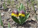 Fritillaria michaelovskyi (2)