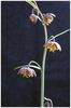 Fritillaria micrantha