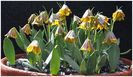 Fritillaria milasensis (2)