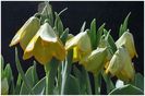 Fritillaria milasensis