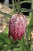 Fritillaria monantha