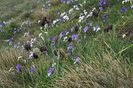 Fritillaria montana (2)