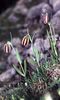 Fritillaria mutabilis (2)