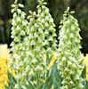 Fritillaria persica Alba (2)