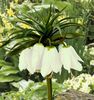 Fritillaria raddeana Early Romance