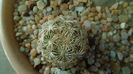 Coryphantha echinus, SB377 Val Verde County, TX (-16C)