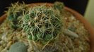 Coryphantha delaetiana