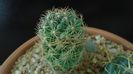 Coryphantha delaetiana