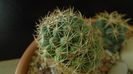 Coryphantha delaetiana