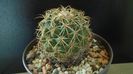 Coryphantha elephantidens ssp. sulcolanata