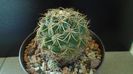 Coryphantha elephantidens ssp. sulcolanata