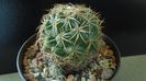Coryphantha elephantidens ssp. sulcolanata