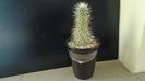 Cylindropuntia bigelovii (Teddybear Cholla)