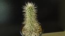 Cylindropuntia bigelovii (Teddybear Cholla)