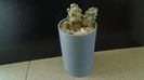 Tephrocactus molinensis (-9C)