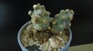 Tephrocactus molinensis (-9C)