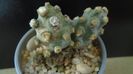 Tephrocactus molinensis (-9C)