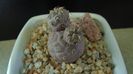 Tephrocactus geometricus (-5C)
