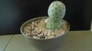 Tephrocactus geometricus f. inermis