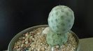 Tephrocactus geometricus f. inermis