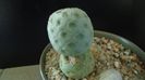 Tephrocactus geometricus f. inermis