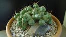Cumulopuntia rossiana