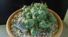Cumulopuntia rossiana