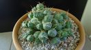 Cumulopuntia rossiana