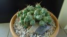 Cumulopuntia rossiana