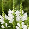 Physostegia.